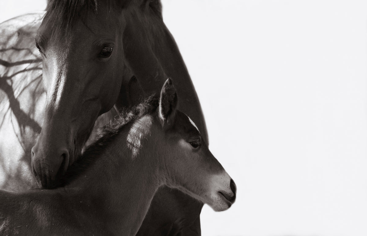 Wild mare and foal on the Salt River in Arizona, black-and-white fine art photograph.