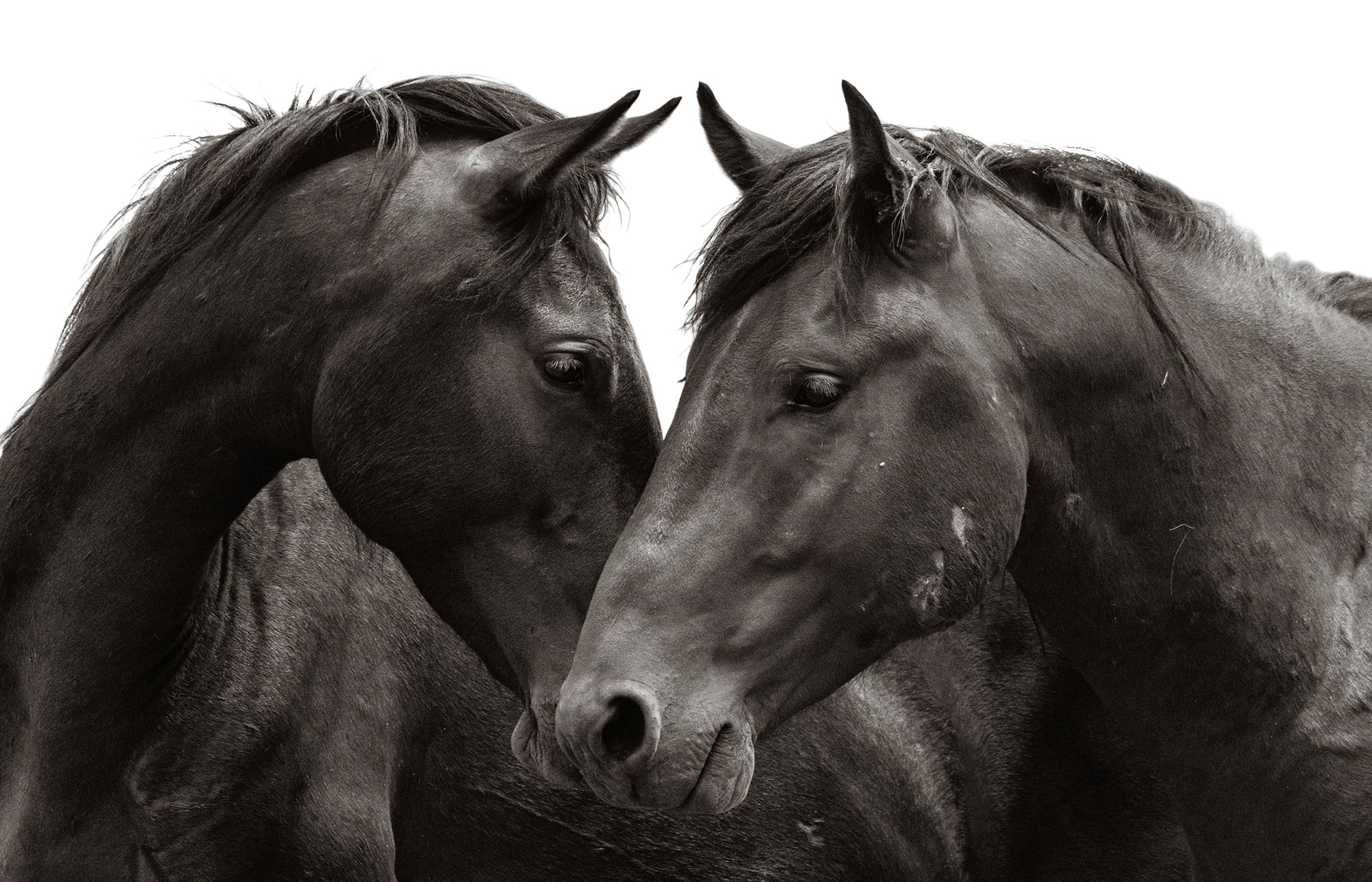 Open Heart is a black and white fine art photograph of two Heber wild horses sharing a quiet moment as they gently touch heads in Arizona's high country.