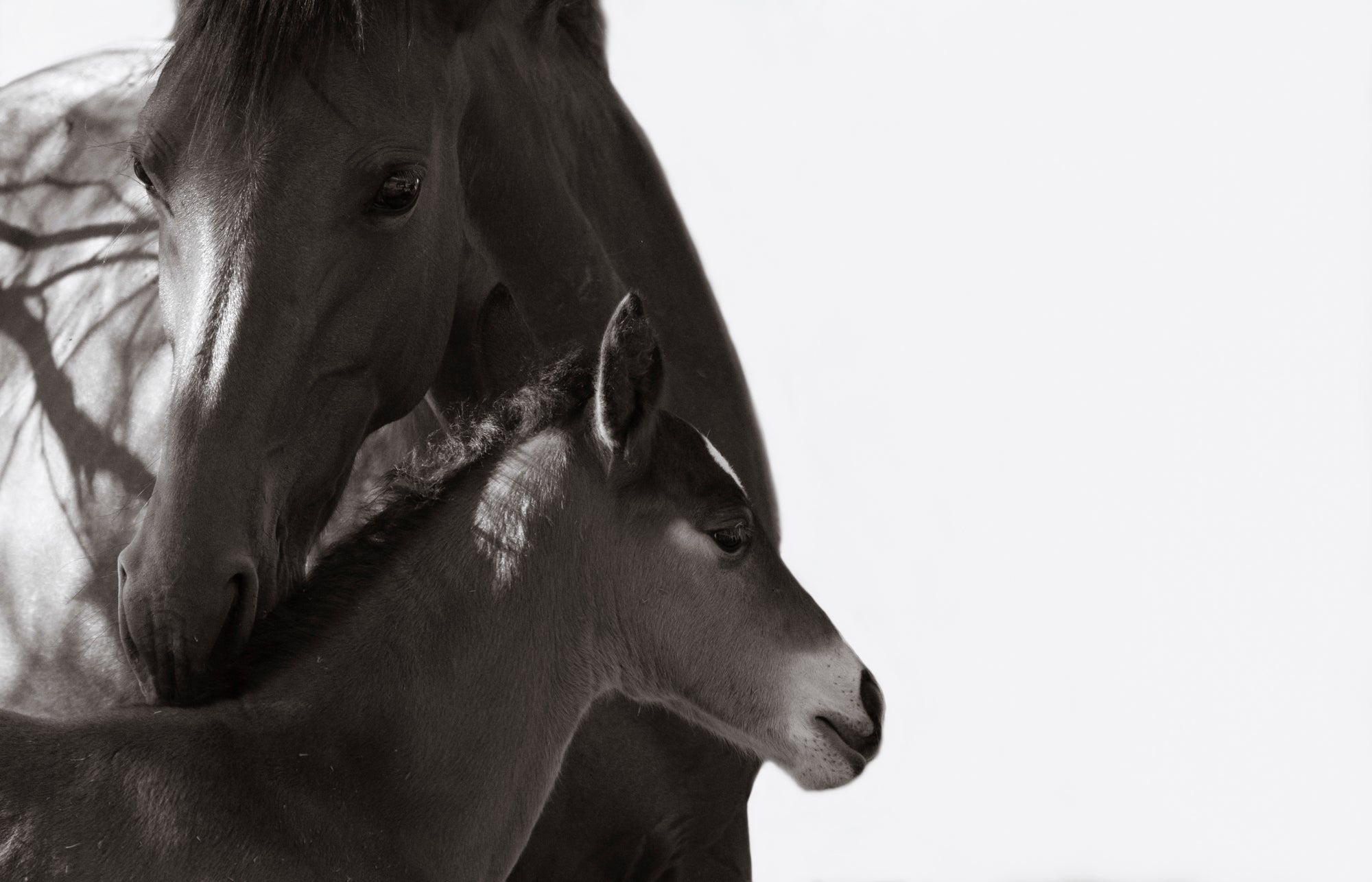 A MOTHER'S LOVE