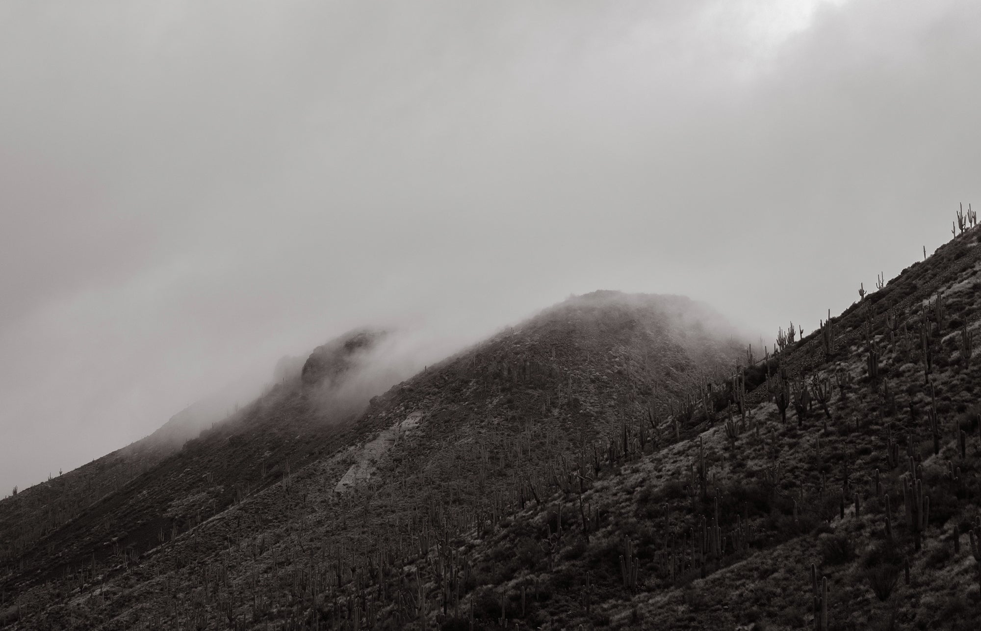 THE DESERT REMEMBERS