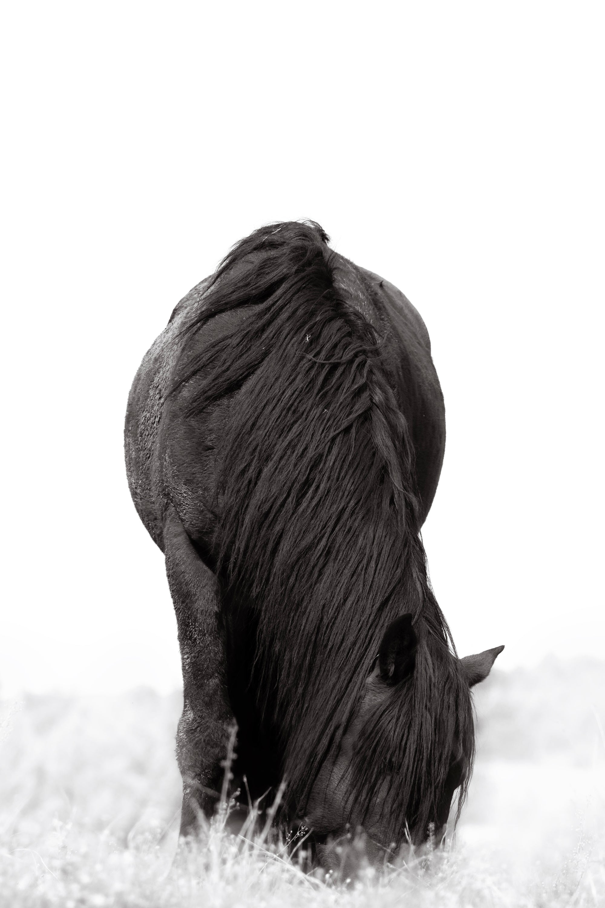Black and white fine art photograph of a Heber wild horse with long locks gently grazing in the Arizona wilderness