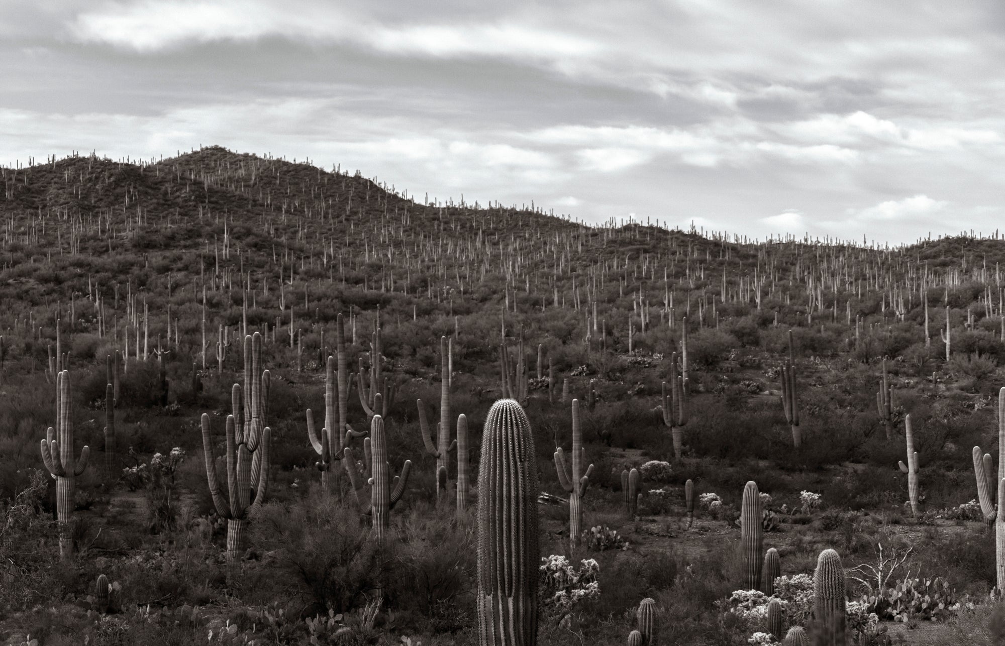 DESERT TAPESTRY