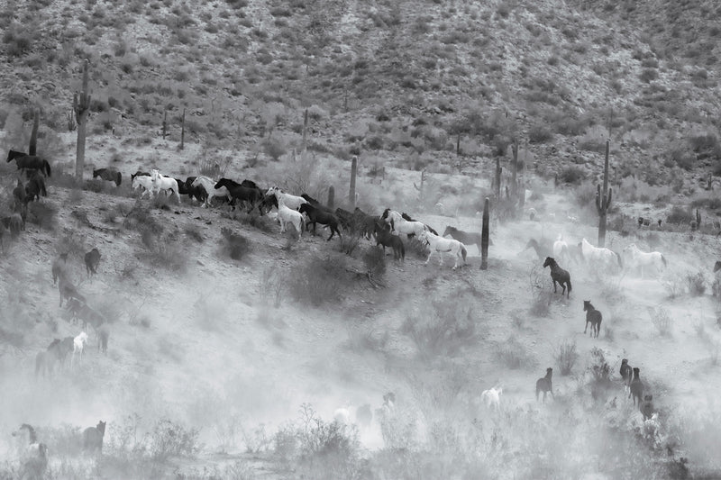 DESERT'S EDGE