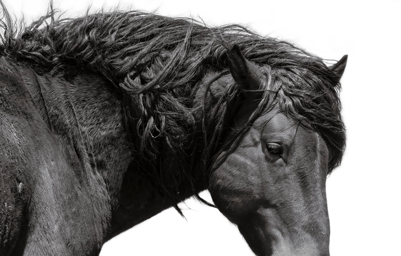 The Fine Art Collections of Wild Horses & Nature