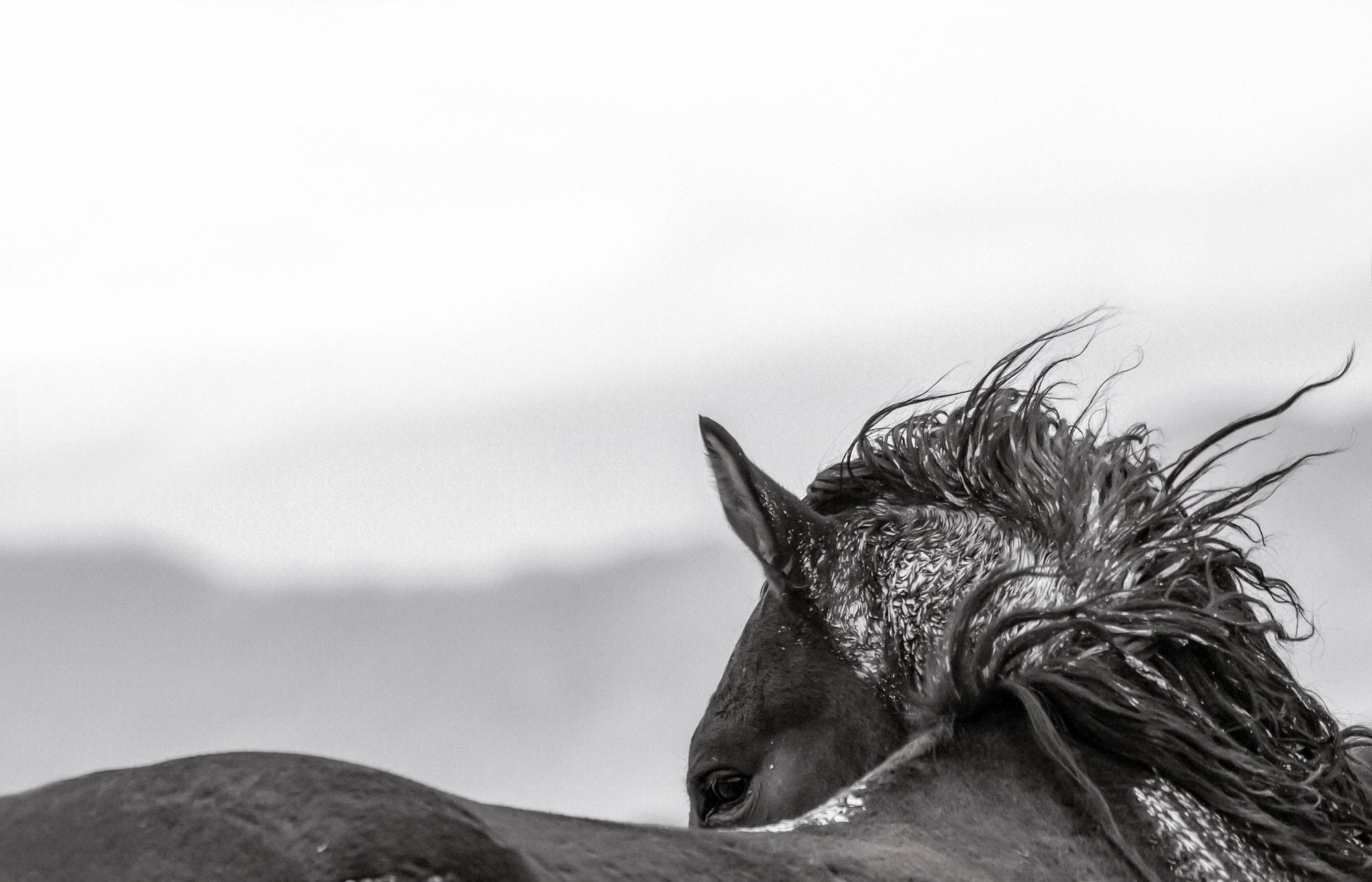 WINDSWEPT