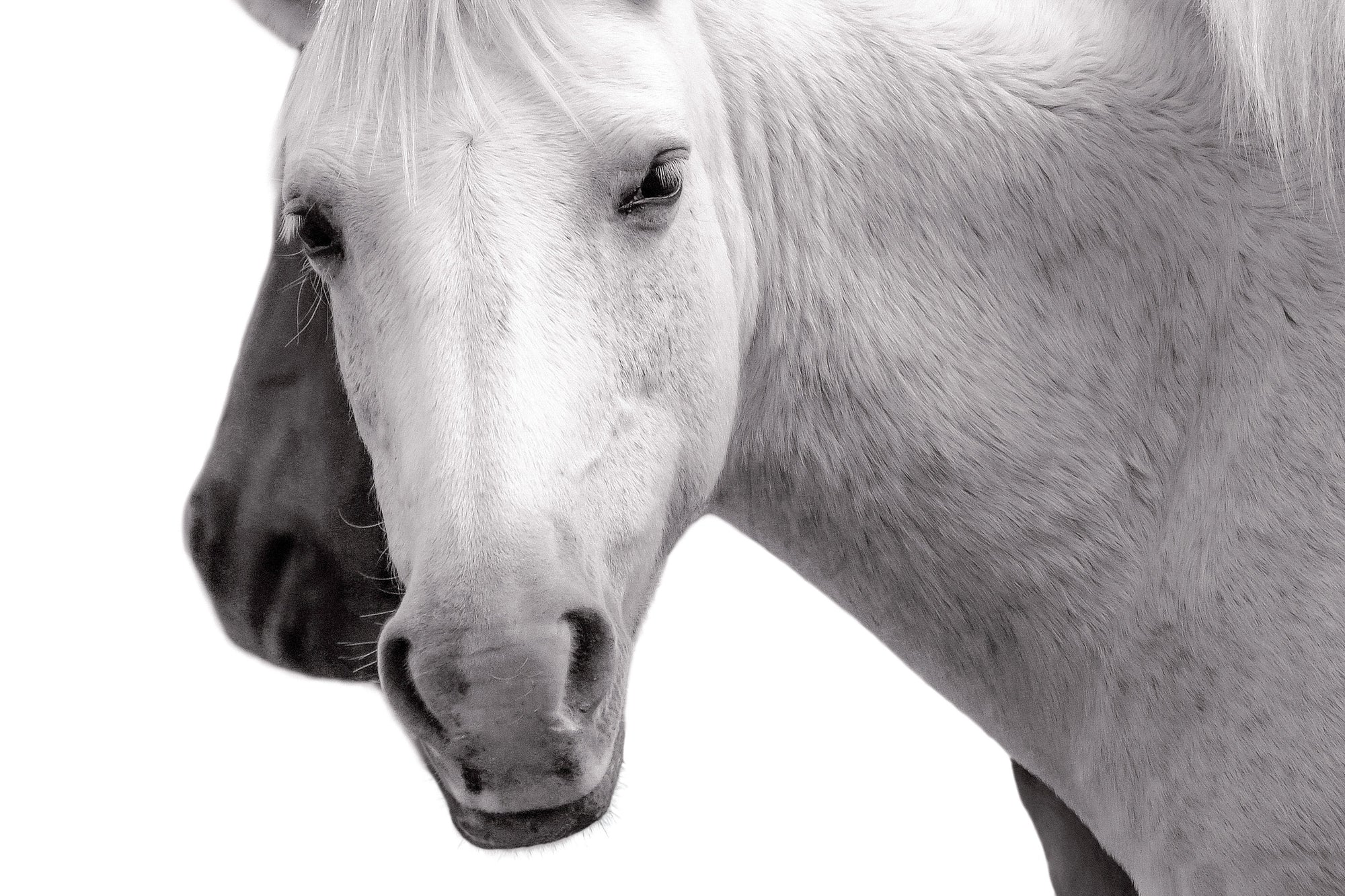 A Salt River Wild Horse in deep reflection, inquisitiveness and connection. 