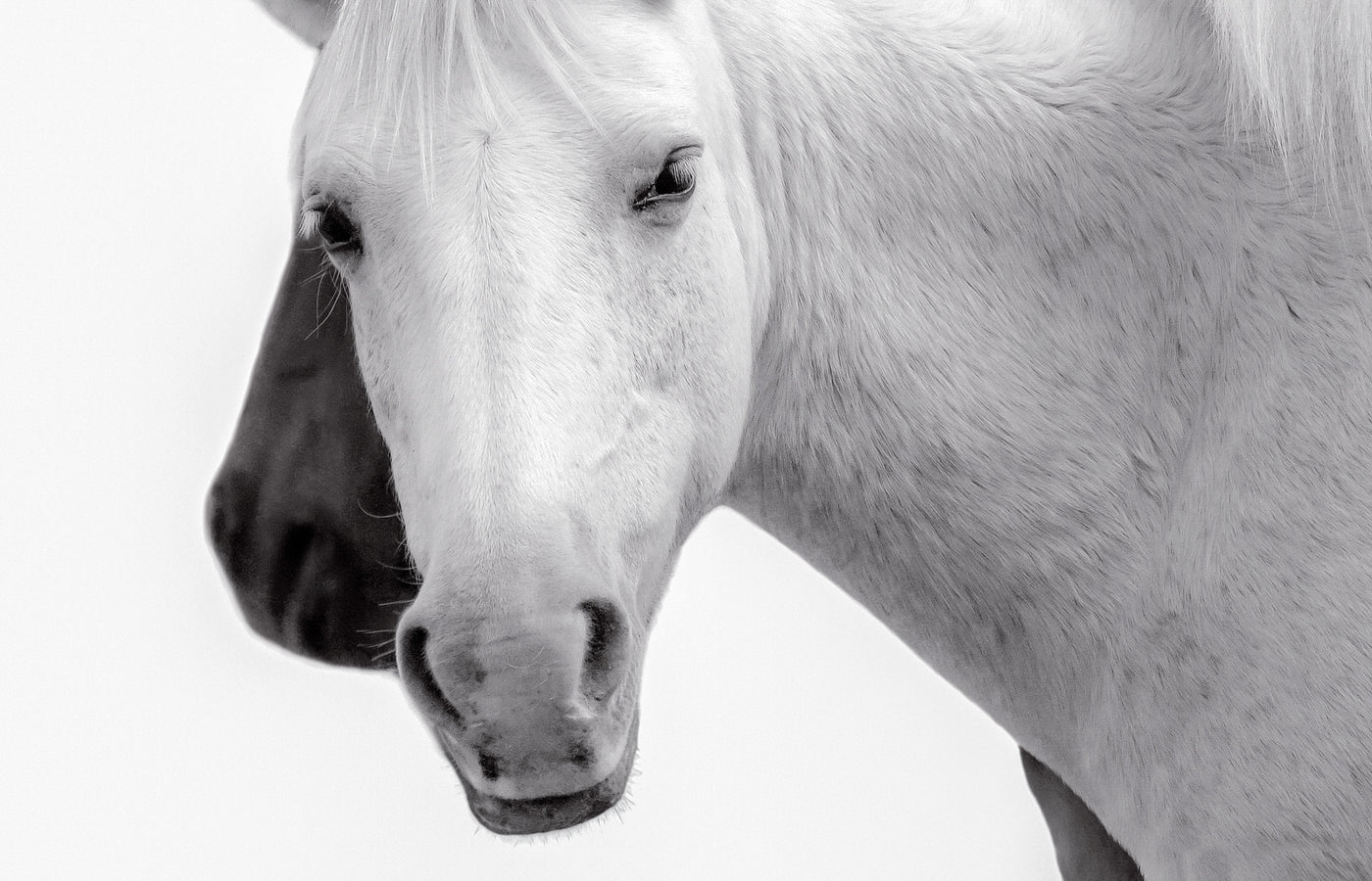 Silent Reverie, a fine art portrait of a Salt River wild horse capturing a quiet moment of curiosity and reflection in Arizona by Ximena Echeverria.