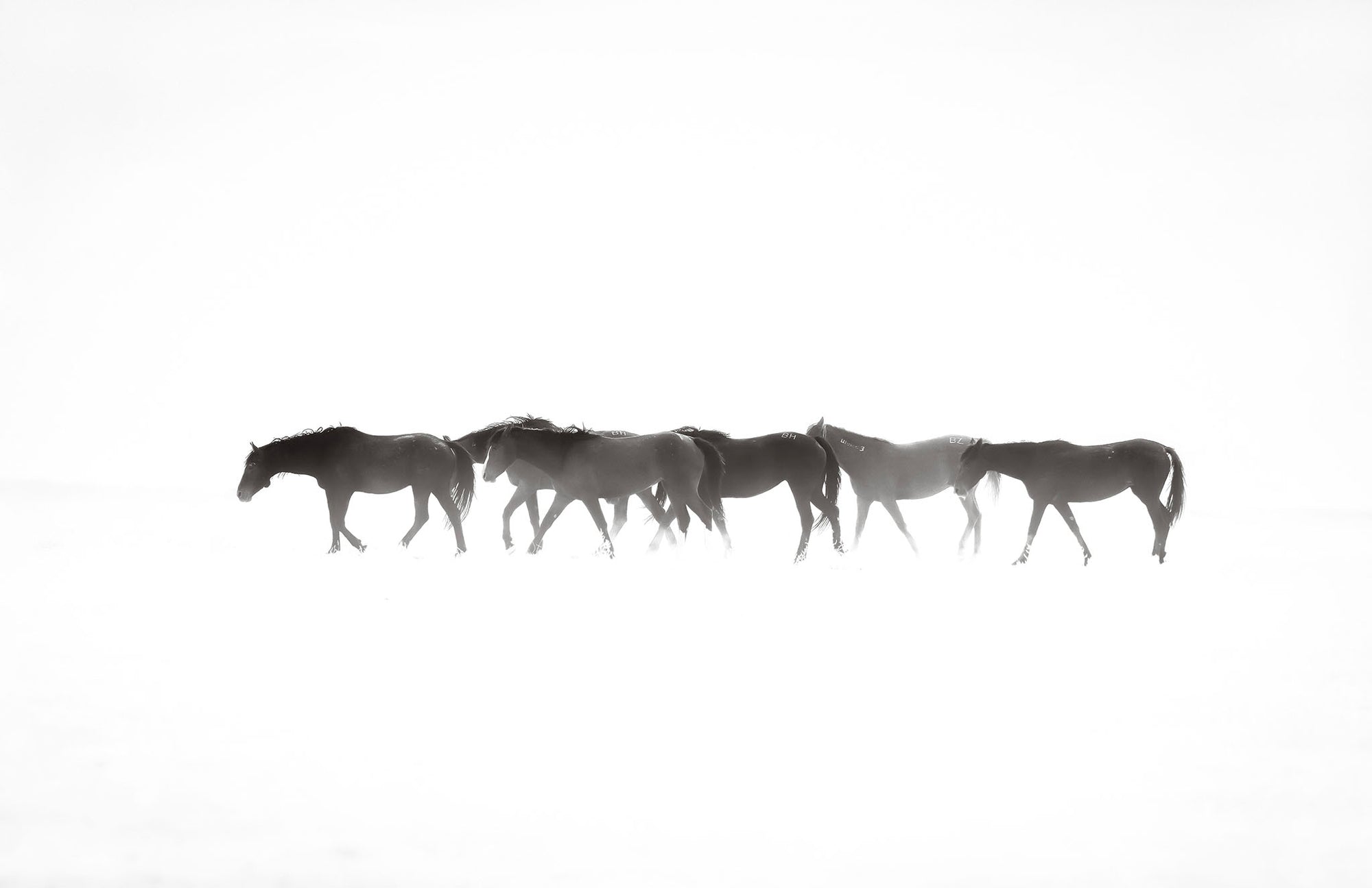 Black and white fine art photograph of Onaqui wild horses traveling together across the western landscape of Utah