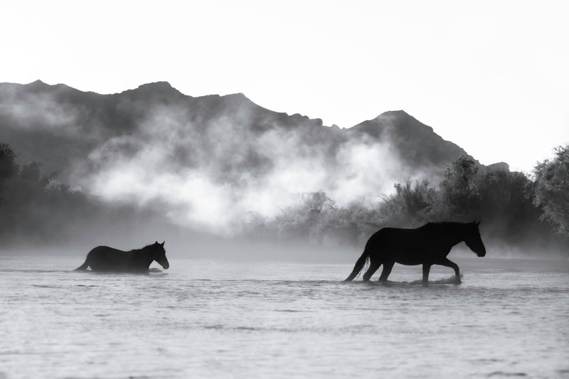 FOGGY MORNING