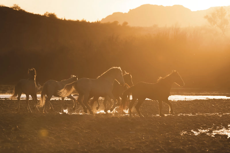 GOLDEN RIVER RUN