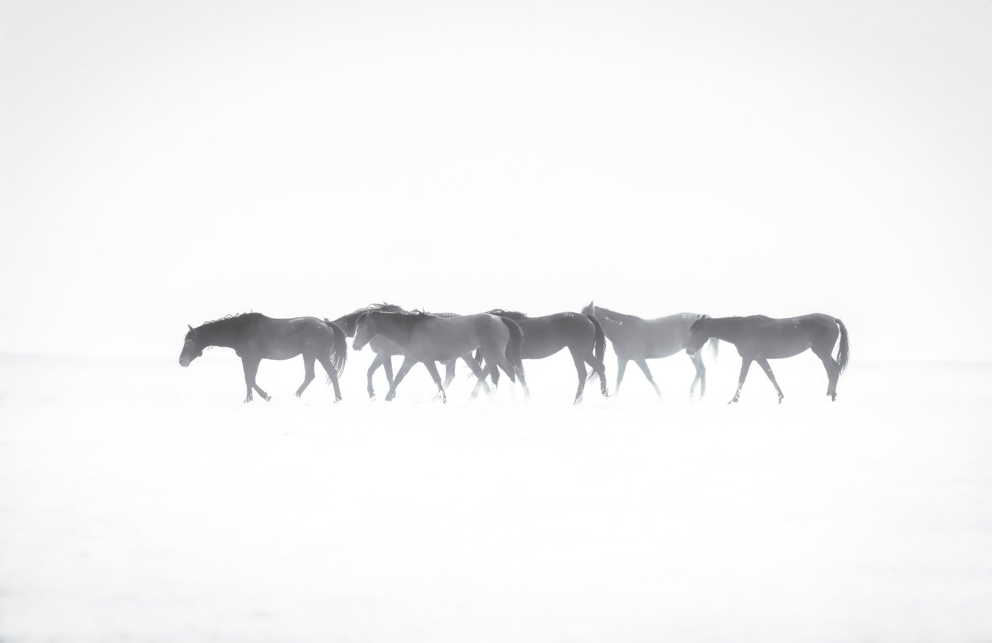 THE JOURNEY HOME