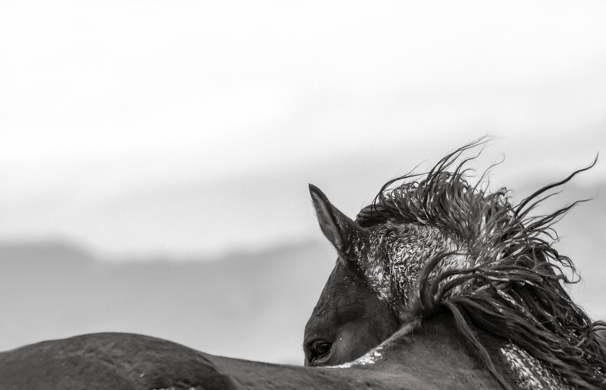 WINDSWEPT