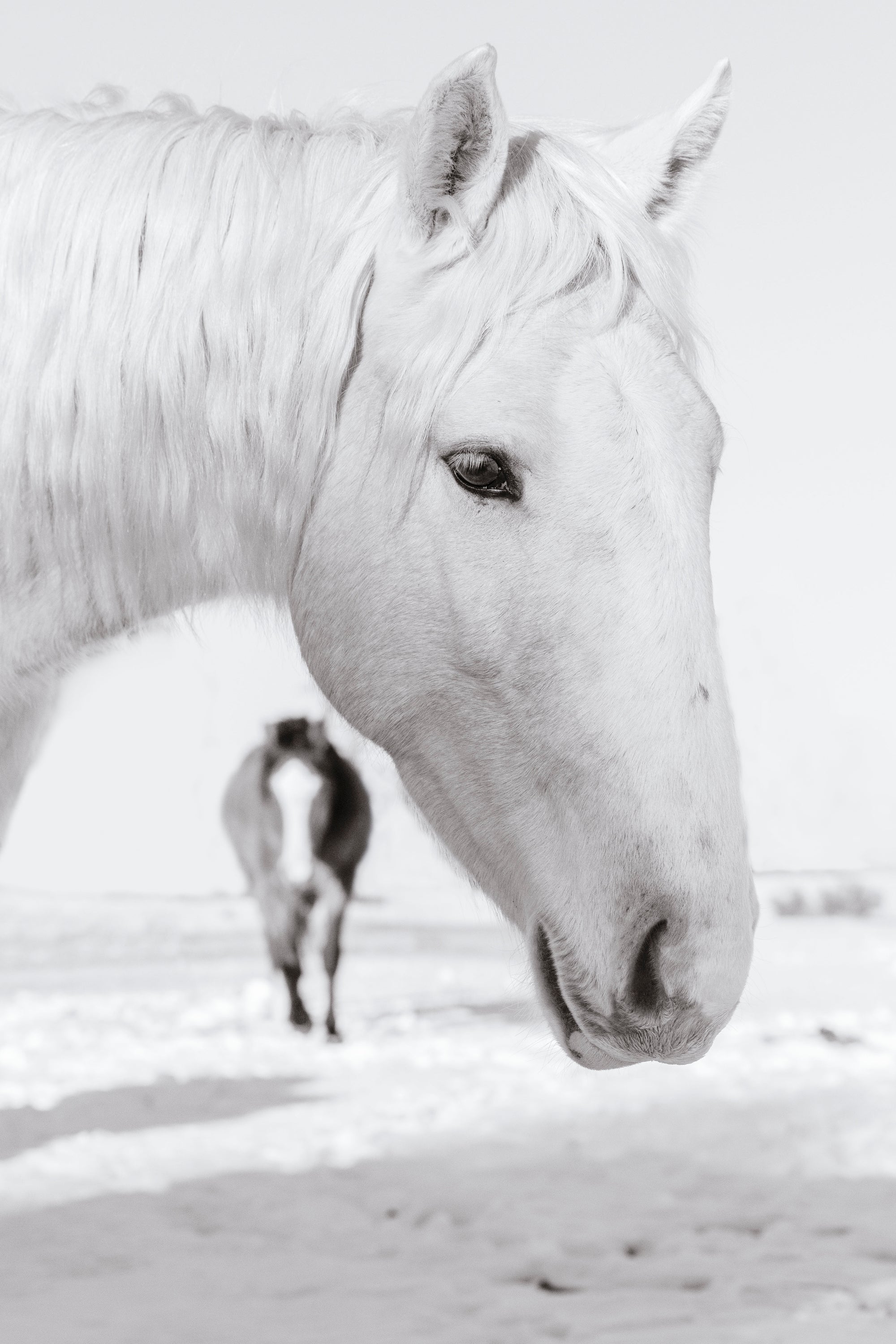 Winter's Veil, black and white fine art photograph of a white Heber wild horse in the snowy Apache-Sitgreaves National Forest with another horse softly fading into the background, by Ximena Echeverria.