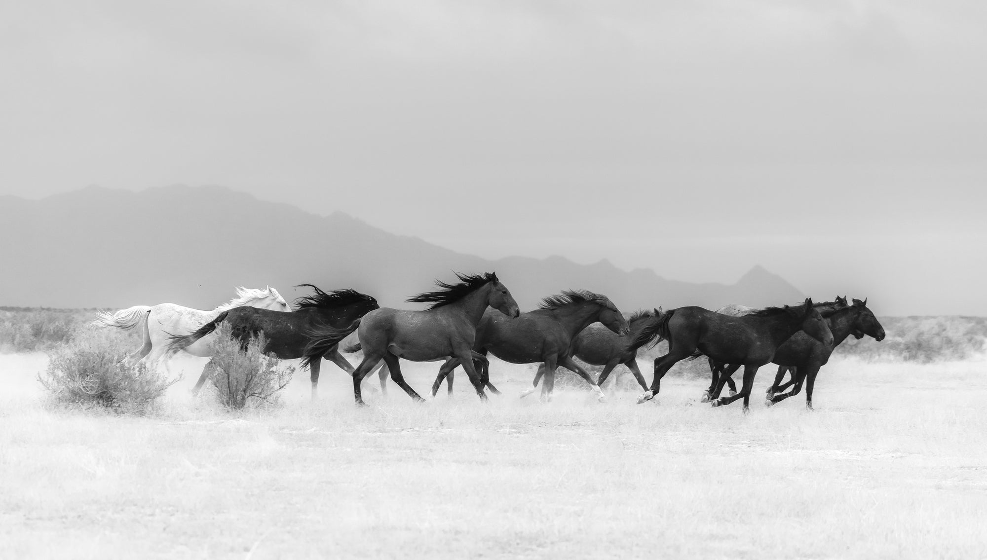 WILD AND FREE